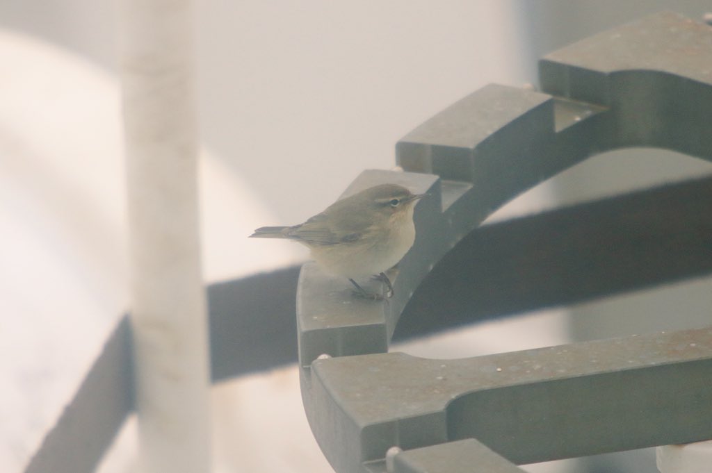 Cracking first few days on the #RVCelticExplorer for the 2nd leg of #CSHAS2018. Steady passage of #migrants with fieldfare, black redstart and chiffchaff to name a few.. 🐥 But the strangest sighting so far? Probably the grey heron circling above the ship 35 miles from land!