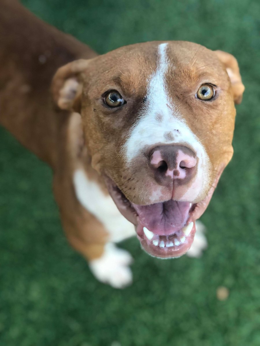 Orlando-Urgent Dogs tweet media