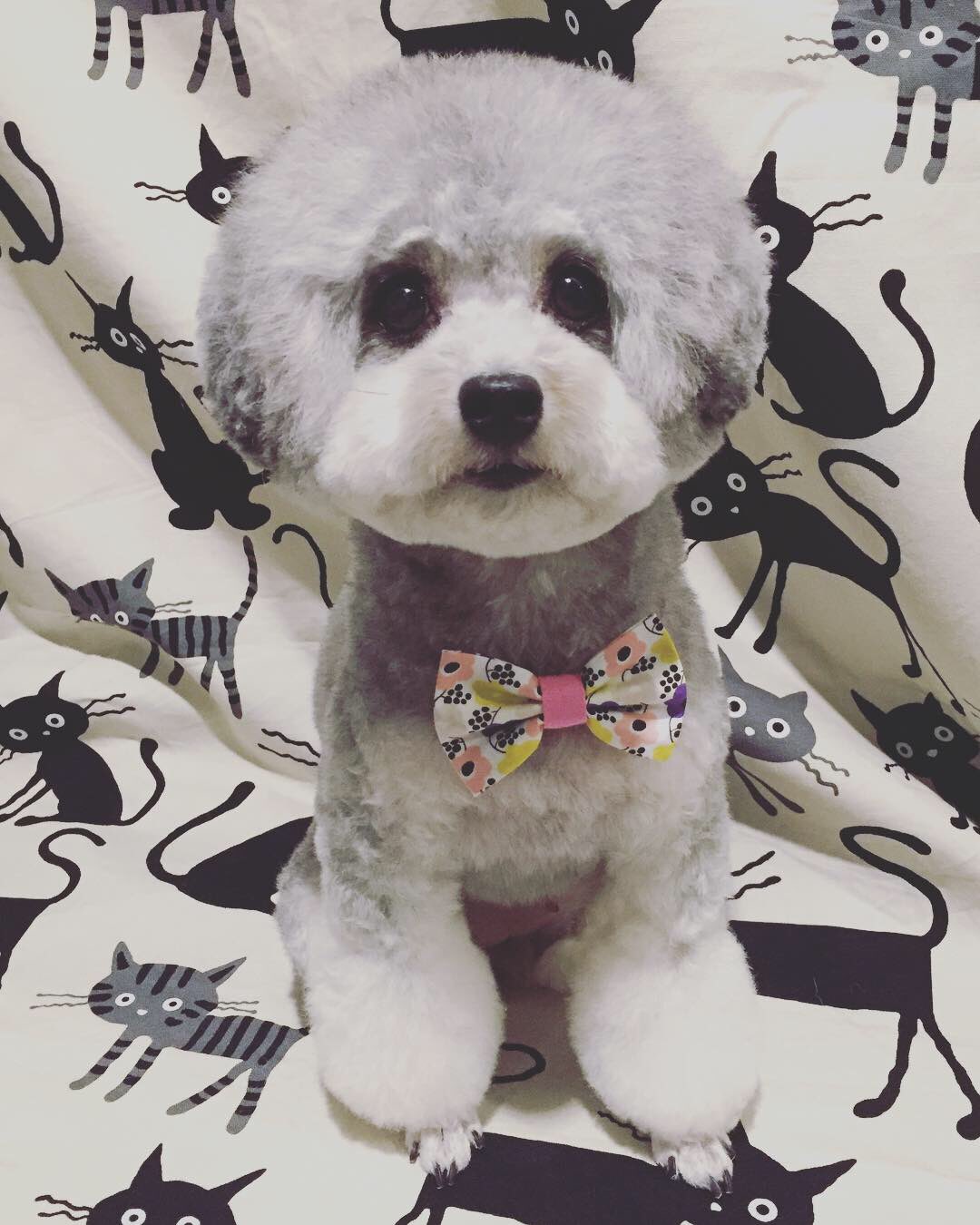 コタペリさん Twitterissa 可愛くなりました ちょっと歪んじゃったけど トイプードル トリミング プードル 犬 トイプードルシルバー いぬすたぐらむ 犬 カット カットコース ハロウィン 可愛くなりました 川口市 川口 川口駅 南鳩ヶ谷 南鳩ヶ谷駅 コタペリさん Twitterissa 可愛くなりました ちょっと歪んじゃったけど トイプードル トリミング プードル 犬 トイプードルシルバー いぬすたぐらむ 犬 カット カットコース ハロウィン 可愛くなりました 川口市 川口 川口駅 南鳩ヶ谷 南鳩ヶ谷駅