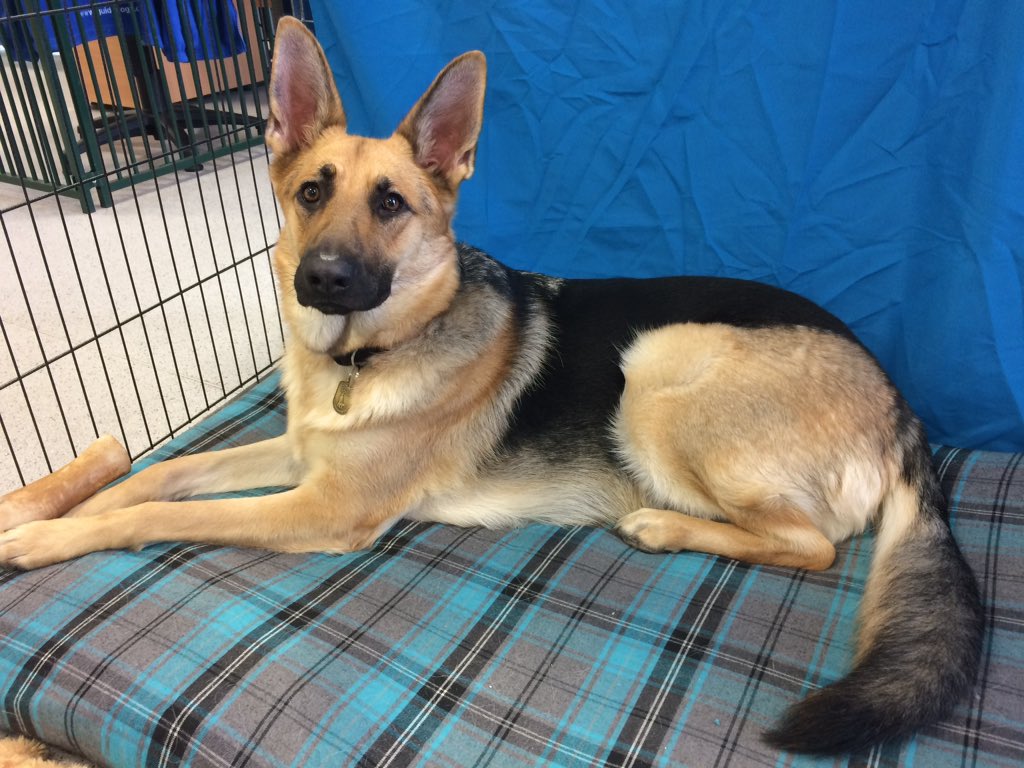 JK_GDT's tweet photo. @M_Weatherly They're great dogs. This is Yazz who I'm currently training to be a guide dog. https://t.co/62WE26qAJk