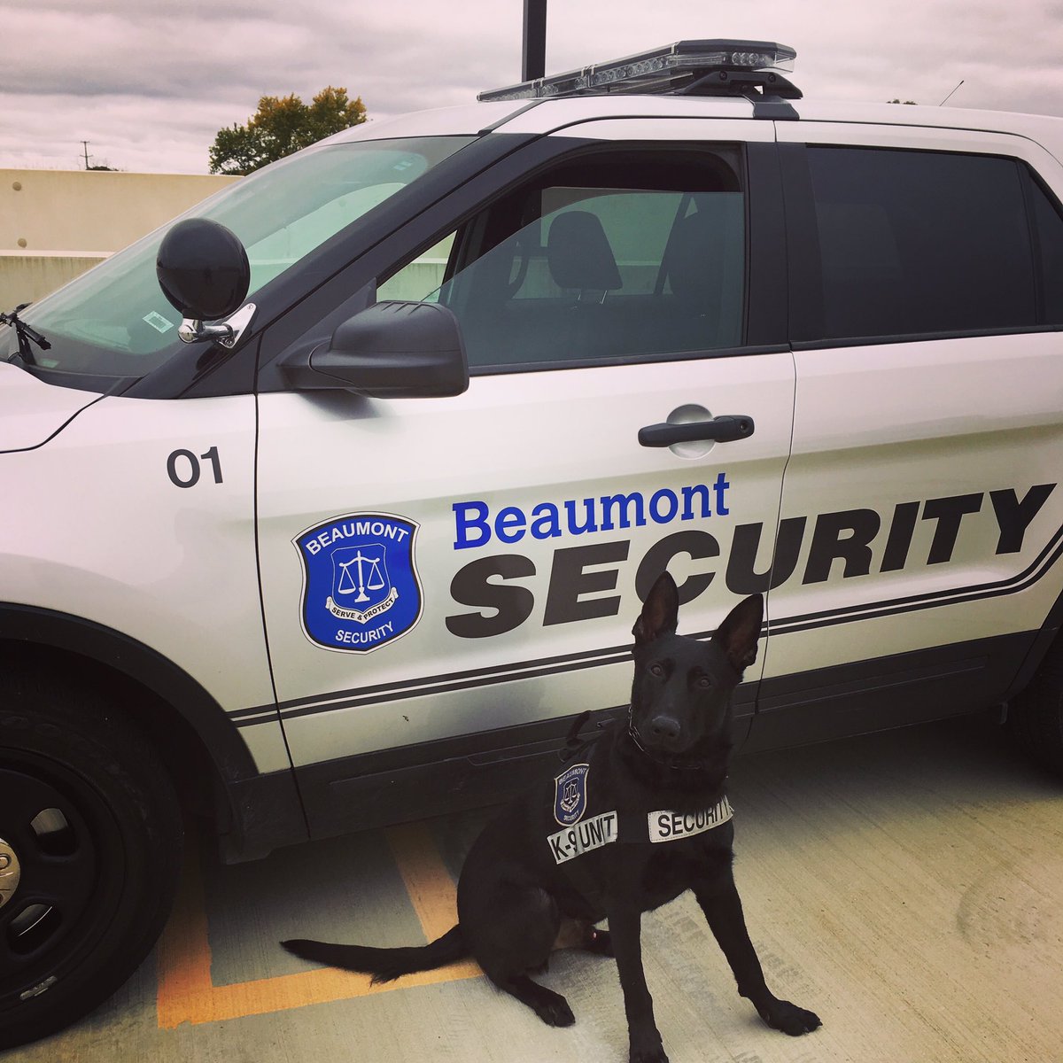 K9Shiloh's tweet photo. Work’n that Sunday OT...Dave gets time and a half, and I get extra biscuits! 🐕🚔#K9 #k9unit #ot #overtime https://t.co/1QnHd3LwRd