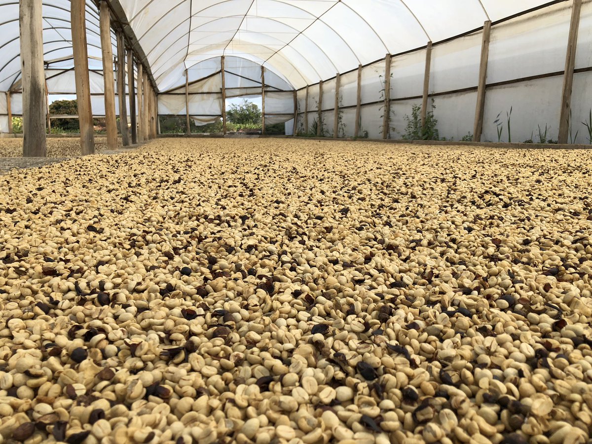 One of our best-crafted coffees.