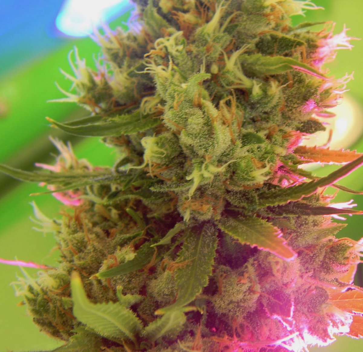 greenfusionled's tweet photo. L🍡ooks like cotton candy, tastes delicious #goldenpineapple produced big dense frosty buds with @greenfusionled #growlights🤤😍#bestledgrowlight @cannaworldsite @BoyGiuly @420StonerCorner @UncleTweezy @afterdarkmusic @Grow_Supplies @grow_magazine @firehorsetradin @realmedicineMI https://t.co/Avo6tlHGsc
