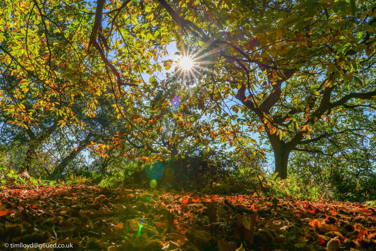 g6ued's tweet image. Feeling like #Autumn down at @NTCalkeAbbey this morning. @nationaltrust @bbcweather @RSPBintheEast @BBCMidsWeather #Autumnwatch