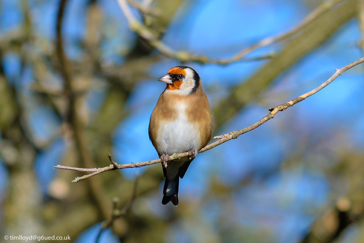 g6ued's tweet image. Feeling like #Autumn down at @NTCalkeAbbey this morning. @nationaltrust @bbcweather @RSPBintheEast @BBCMidsWeather #Autumnwatch