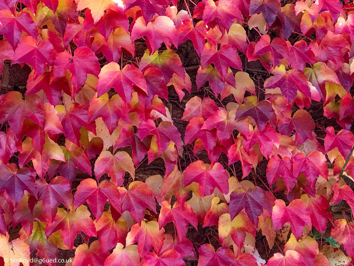 g6ued's tweet image. Feeling like #Autumn down at @NTCalkeAbbey this morning. @nationaltrust @bbcweather @RSPBintheEast @BBCMidsWeather #Autumnwatch