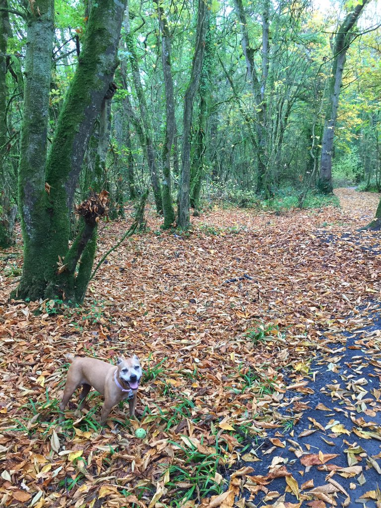 Surrounded by falling leaves on our walk this morning and of course my ball #staffie #AdoptDontShop #rescue <a href="/DogsAdventure/">Dogs On Adventure</a> <a href="/dogcelebration/">CelebrationOfDogs</a> <a href="/Staffie_Lovers/">🐶🐾#DontBullyMyBreed🐾🐶</a> 🐾❤️🐾❤️