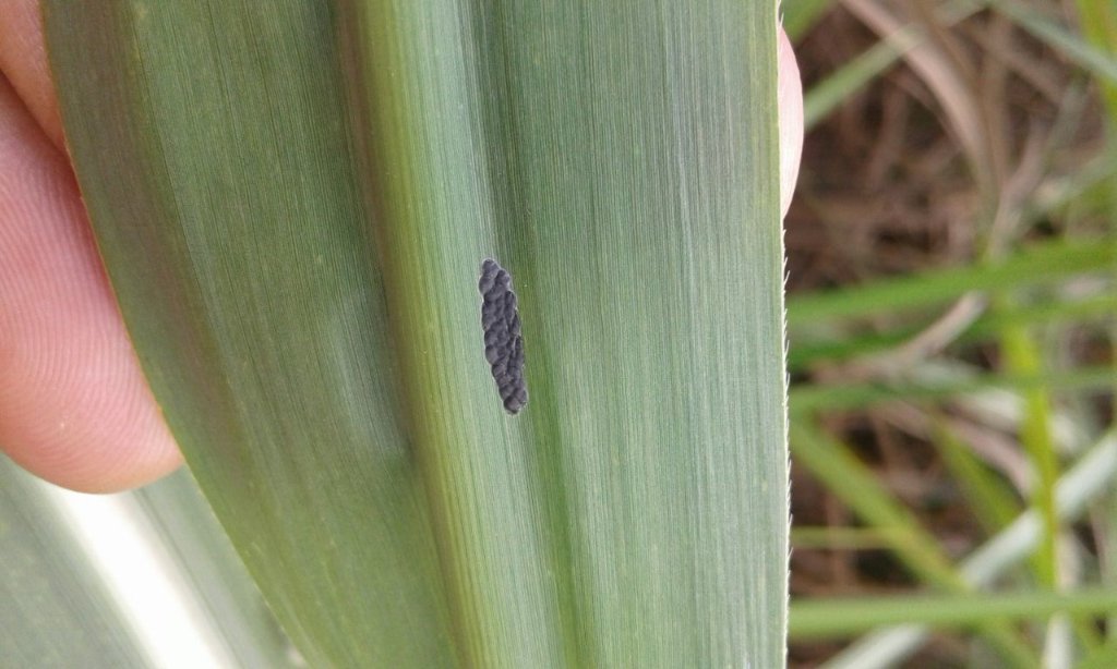 Koppertbr's tweet photo. Ovos Broca da cana (Diatraea saccharalis) parasitados com GalloiBug -Trichogramma galloi na cultura da cana-de-açúcar. (Foto: @Leonardo Sakamoto) 🐛🌱 #koppert #controlebiologico #agricultura #macrobiologicos #microbiologicos #koppertbr #galloi #trichogramma #brocadacana https://t.co/HzHcMuQUgB