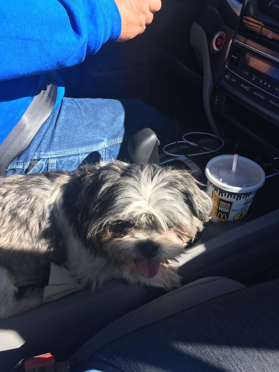 laurentashjian's tweet photo. My mom adopted a dog today?! https://t.co/VpQMC9MMbW