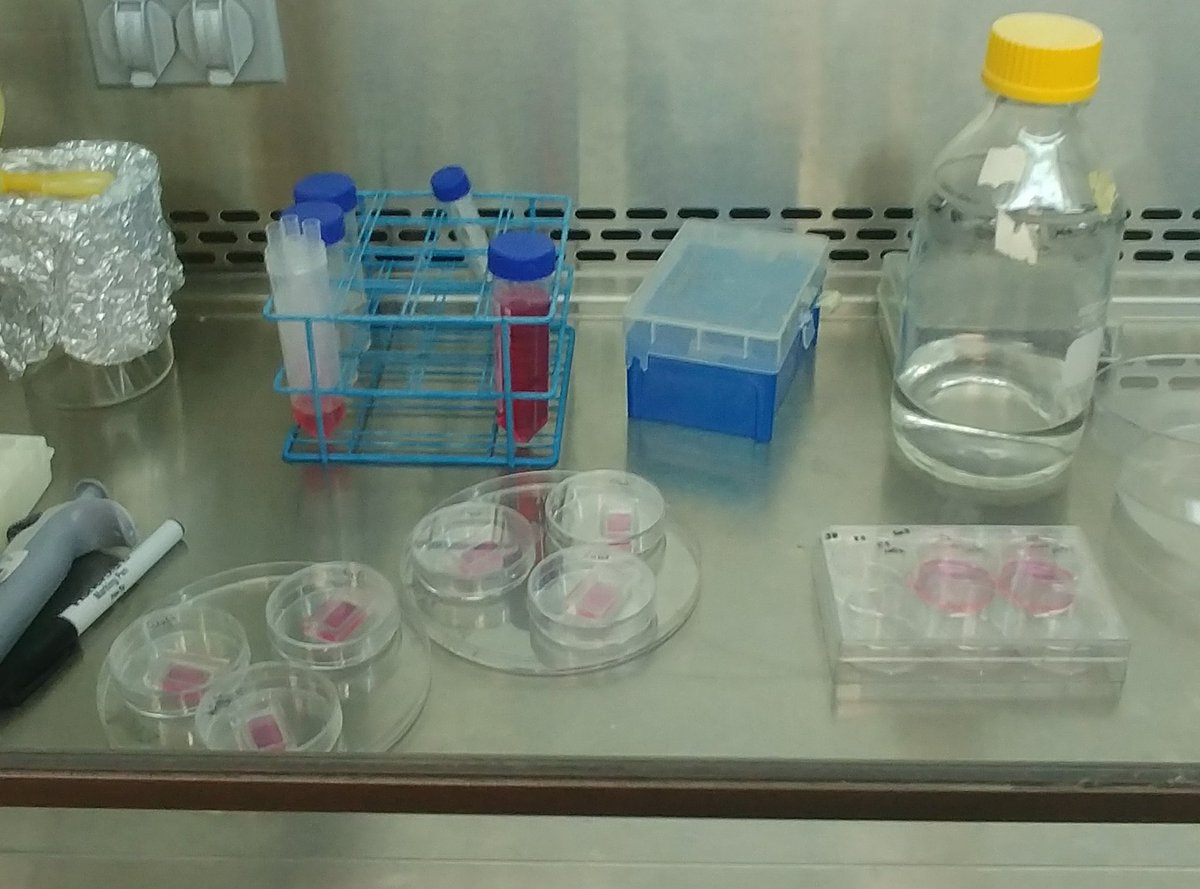 queerelemental's tweet photo. Just plating some cells for experiments before the government writes my loved ones and I out of existence ✌ #realtimebio #transscientist https://t.co/la6dS2gllD