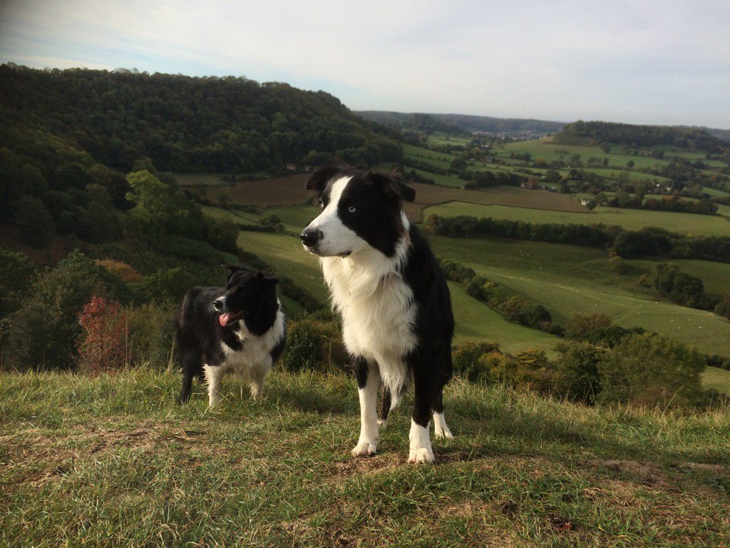 PLAllard_Builde's tweet photo. ‘Murphy and Jet in their element’ https://t.co/hL2Bvomwfc