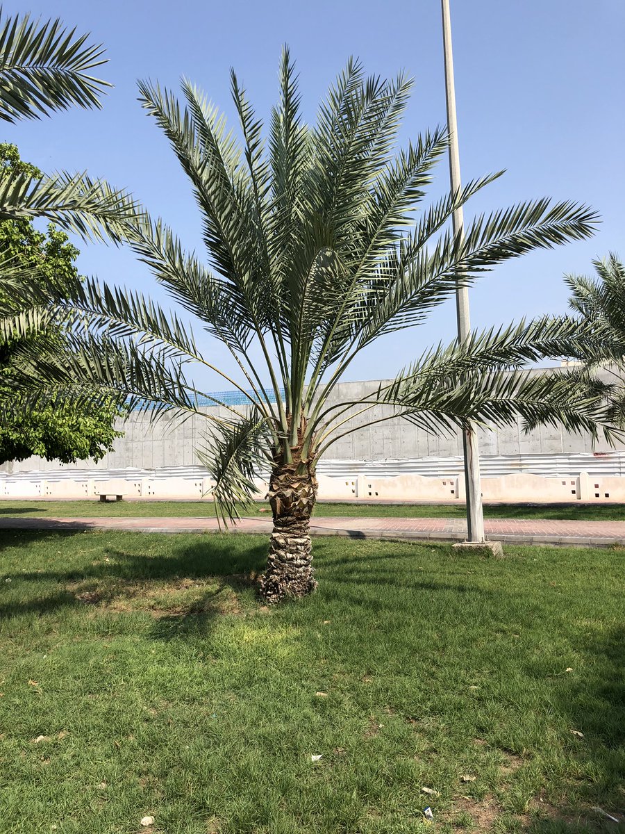 AzizWalks's tweet photo. ظل شجرة الفيكس الامريكي مقارنة بظل النخلة.

الاشجار ارخص، تبرد وتنقي الهواء، توفر ظل، لاتستهلك ماء، ولا تحتاج عناية.

مع ذلك البلديات والامانات متمسكين بزراعة النخيل في المرافق العامة ولا اعلم ماهو السبب!

#النخلة_مكانها_المزرعة https://t.co/vIhr4QqE6A