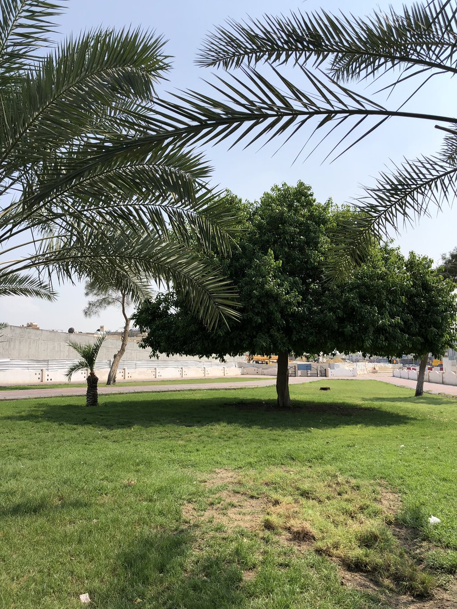 AzizWalks's tweet photo. ظل شجرة الفيكس الامريكي مقارنة بظل النخلة.

الاشجار ارخص، تبرد وتنقي الهواء، توفر ظل، لاتستهلك ماء، ولا تحتاج عناية.

مع ذلك البلديات والامانات متمسكين بزراعة النخيل في المرافق العامة ولا اعلم ماهو السبب!

#النخلة_مكانها_المزرعة https://t.co/vIhr4QqE6A