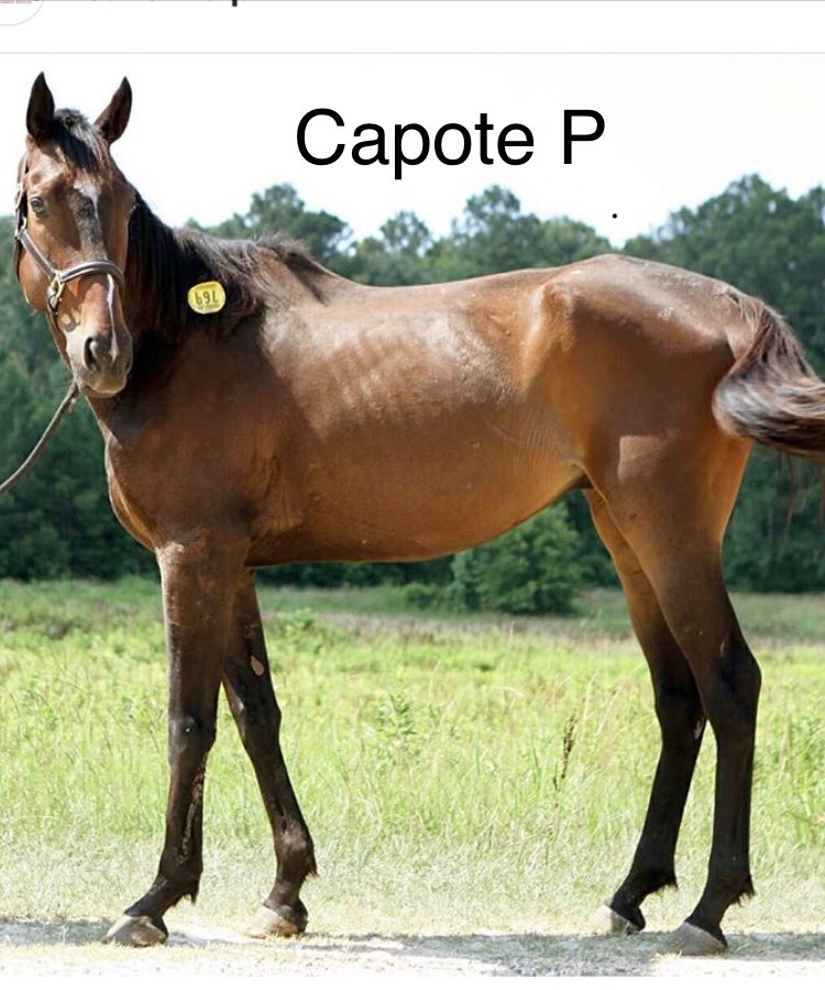 WestCoTbs's tweet photo. #CapoteP & #TheIceGuy were supposed to go to New Jersey back in early Sept as per @icareihelp No updates since. No news on #annieburton or #superchase either. https://t.co/6pufY8By5r