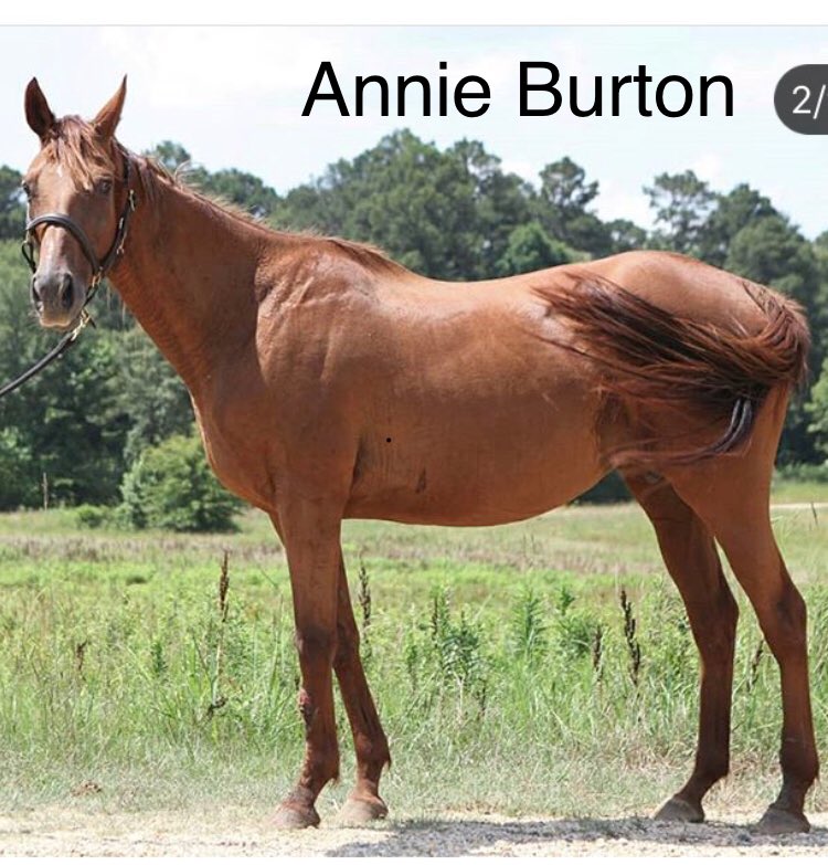 WestCoTbs's tweet photo. #CapoteP & #TheIceGuy were supposed to go to New Jersey back in early Sept as per @icareihelp No updates since. No news on #annieburton or #superchase either. https://t.co/6pufY8By5r