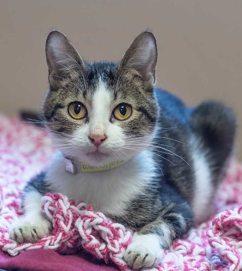 AnimalLeague's tweet photo. Julian arrived our medical staff detected a heart condition, and has been nurturing him back to health ever since. We are all very proud of his progress and excited for his entrance into our Adoption Floor where he will be winning MVP of our Cat Room. #GetYourRescueOn https://t.co/3pbeaIIiJp