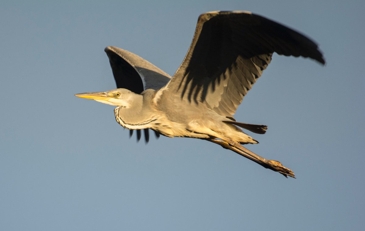 FiggatePark's tweet photo. Grey Heron Flyby https://t.co/0t7dwPRonY