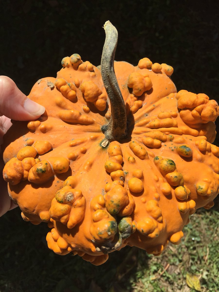 ashlee_shoaff's tweet photo. A Fall fave: punkinโ patch. #fallfave #pumpkins #spiceoflife https://t.co/4nER6uyvPj