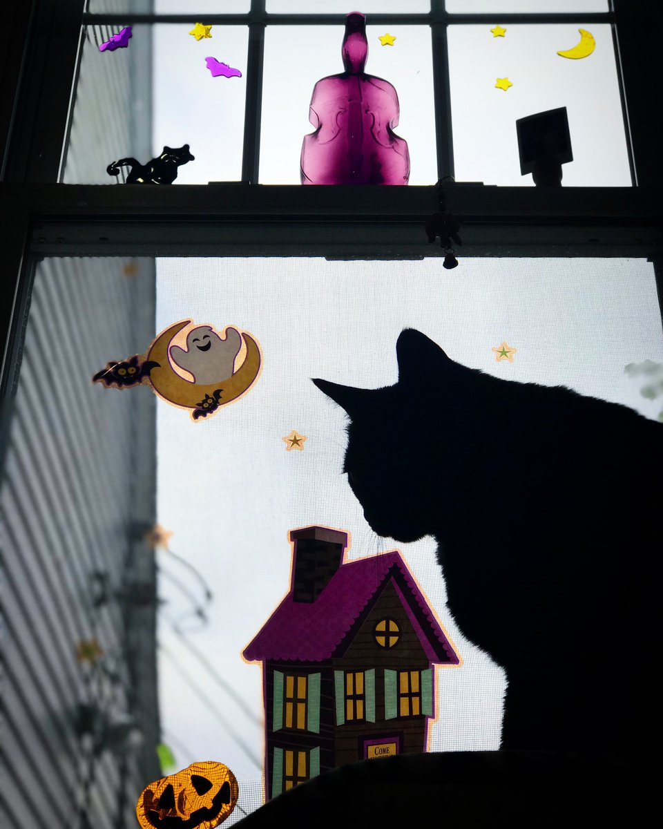 CelloPhant's tweet image. Back to the music studio, home from #Things4Strings #CelloPhant China trip (more posts on that soon!),  in time for Halloween!