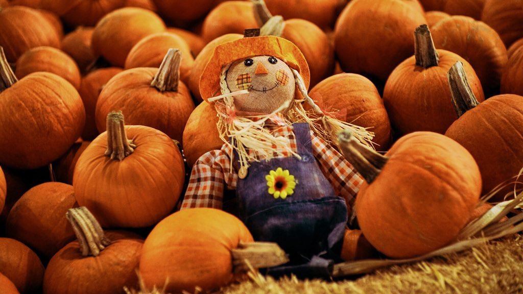 A_G_X_P_'s tweet photo. Some shots from our pumpkin patch trip. Happy Halloween everyone! ���� 🎃
Dm us or @gabrielop10 to book your shoot today!
#agxp #photography #videography #sony https://t.co/t02Ecb94XY