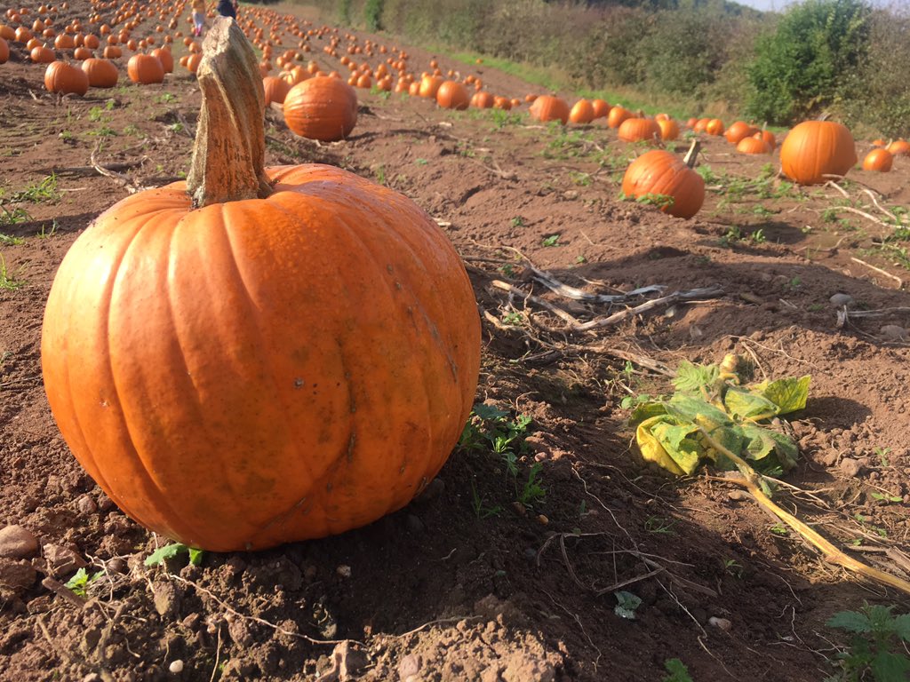 Great local pumpkins and squash ... good to visit today <a href="/shoplocally/">ShopLocally</a> Delamere Farm Shop