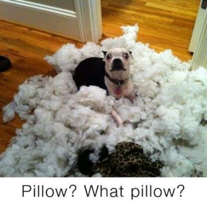 funnypet5's tweet photo. Tag your friends!
 #funnydog #dogandpillow https://t.co/xxK0MUoHLS