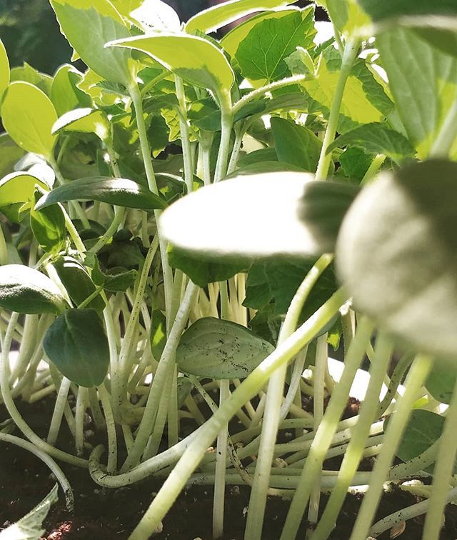 Sunday Funday Planting!
Planting some of the necessary items for our business to grow🌱
And some cucumbers in between 🥒 pickles anyone?
.
.
.
.
.
#pickles #food #growityourself #farmer #farming #sustainablebusiness #saveourplanet #earth #gogreen #orga… ift.tt/2NTC5PQ