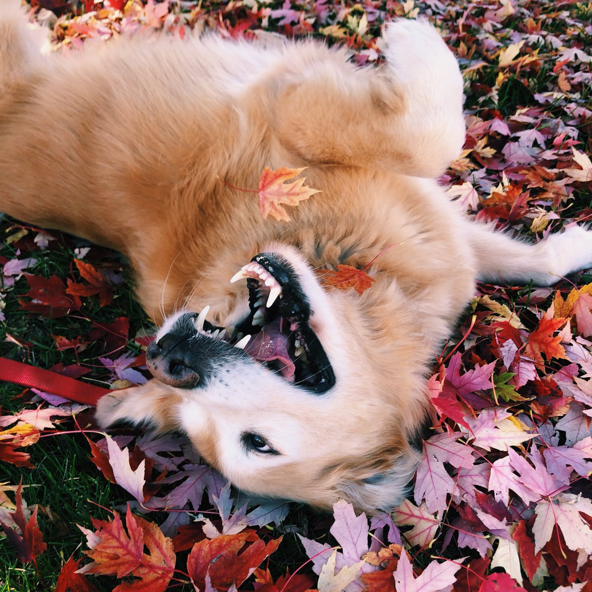 MBirkenholtz's tweet photo. good boy photo shoot 🍁🍂 https://t.co/rTQY750B4S