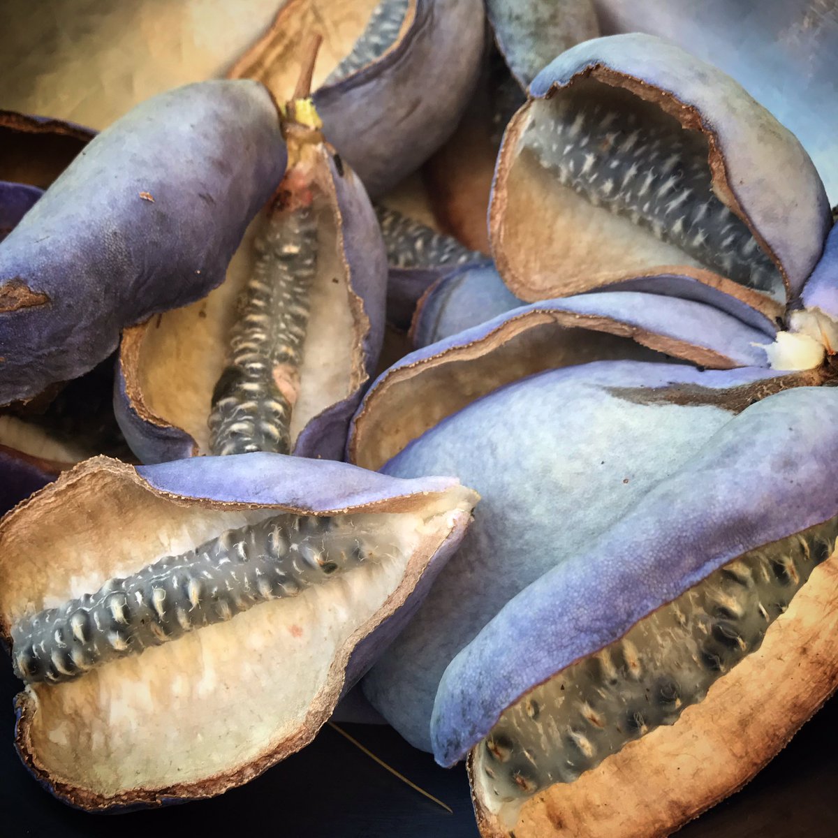 Ross MacDonald tweet media