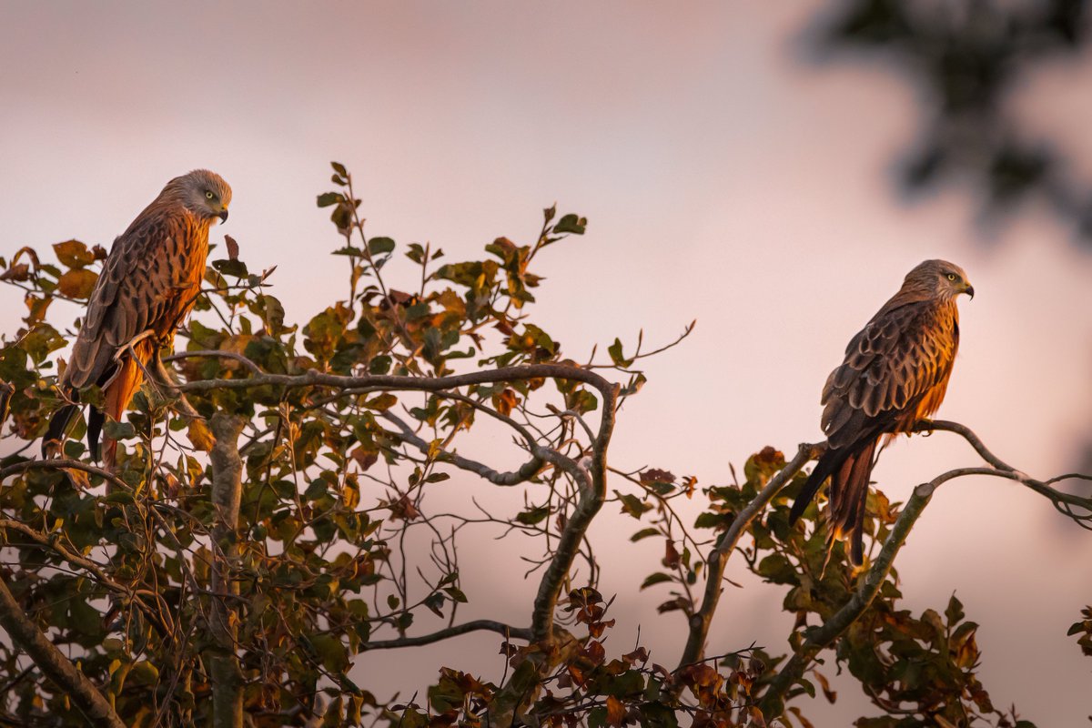 Junipah's tweet photo. Red kites at twilight in @MyMarlowUK Marlow Bottom. For @leela747400 #Kiteclub. And some ones from the other day which I forgot to tag everyone in 😁 https://t.co/mndJFG19aa