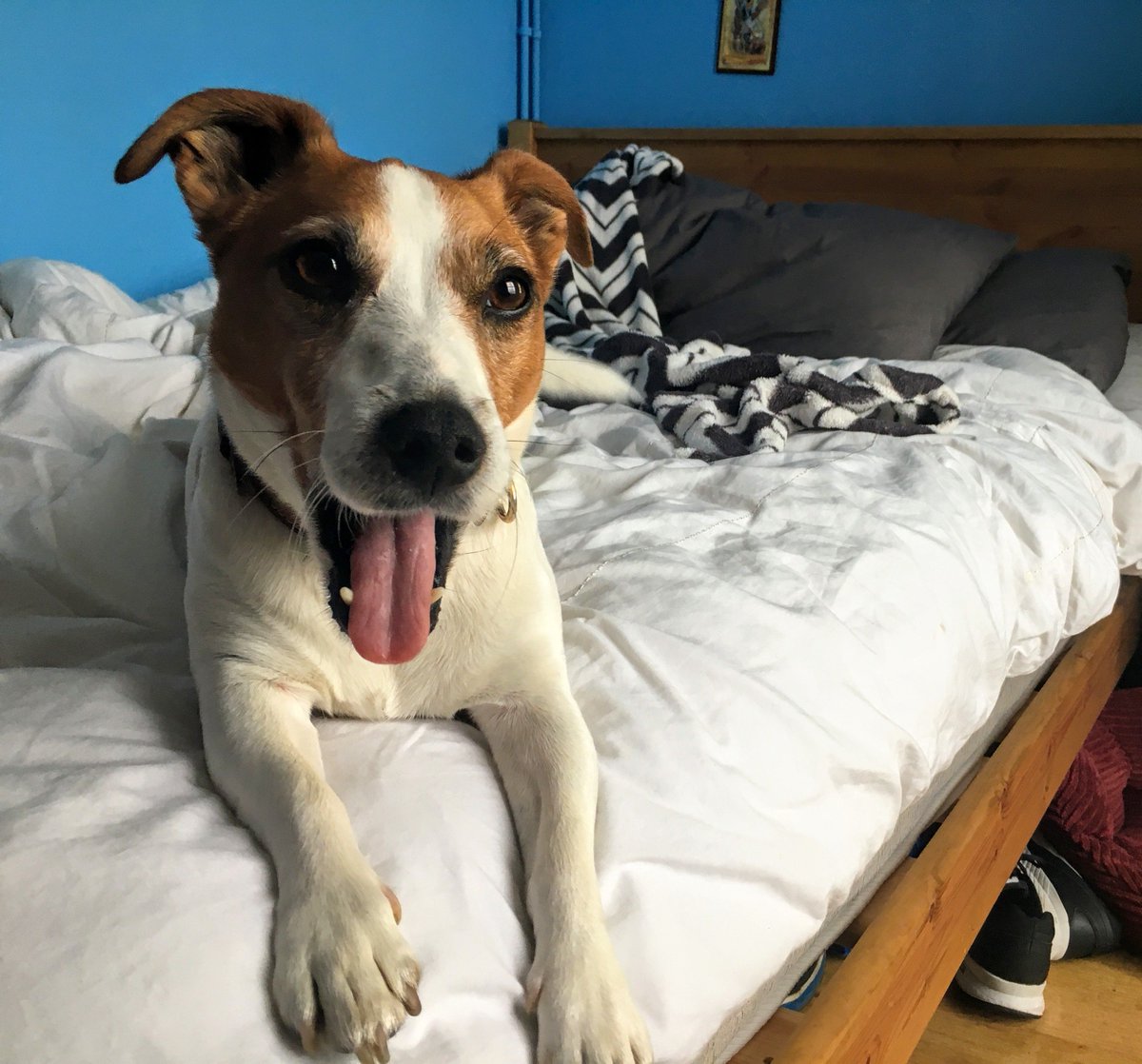 _Alex_Iaco_'s tweet photo. Little yawn, big heart 😚

_________________________________
#dogsoftwitter #adorable #dogoftheday #jackrussell #dogs #animals #cutie https://t.co/fJUUDDCyUS