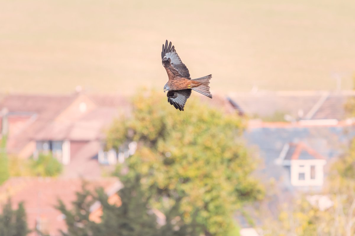 Junipah's tweet photo. Red kites at twilight in @MyMarlowUK Marlow Bottom. For @leela747400 #Kiteclub. And some ones from the other day which I forgot to tag everyone in 😁 https://t.co/mndJFG19aa