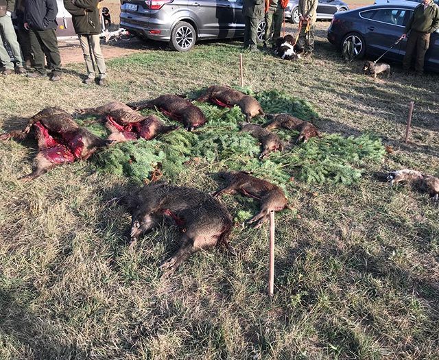 Eine erfolgreiche Drückjagd geht zu Ende. Die erste Drückjagd im eigenen Revier. Mit der Strecke sind wir sehr zufrieden. Alle Hunde sind wohlauf - alle Teilnehmer/innen ebenfalls. #drückjagd #drivenhunt #schwarzwild #wildboar ift.tt/2AlOs3u