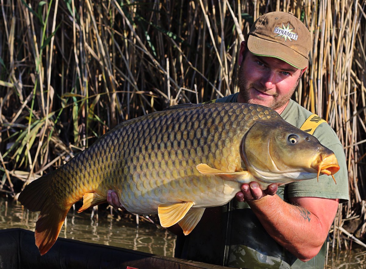 BenCooperAngler's tweet image. A pristine 30+ common from la Horre. Caught on @DynamiteBaits The Crave using size 4 Claw hook from @atomictackleuk and sufix duraflex line  #CARPFISHING #dynamitebaits #atomictackle