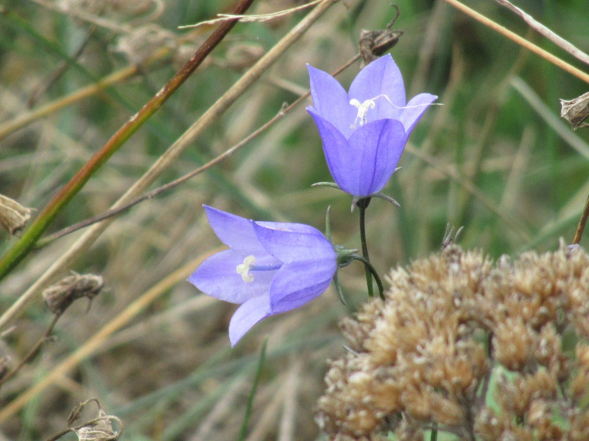 MariaHeukers's tweet photo. Nu nog in bloei,grasklokje en zelfs het zandblauwtje #klokjesfamilie 
#harebell #sheepsbit #wildflowerhour  

#wildflowerhourNL https://t.co/9sm7RcGpJ1