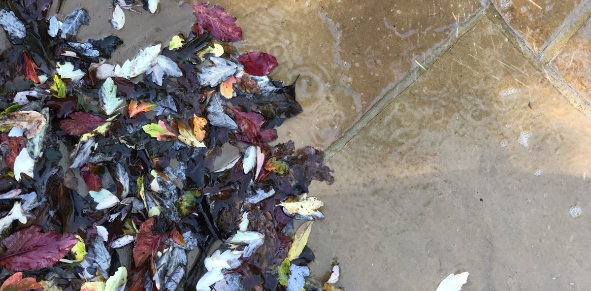 Jephson Gardens 🍂 #leamingtonspa