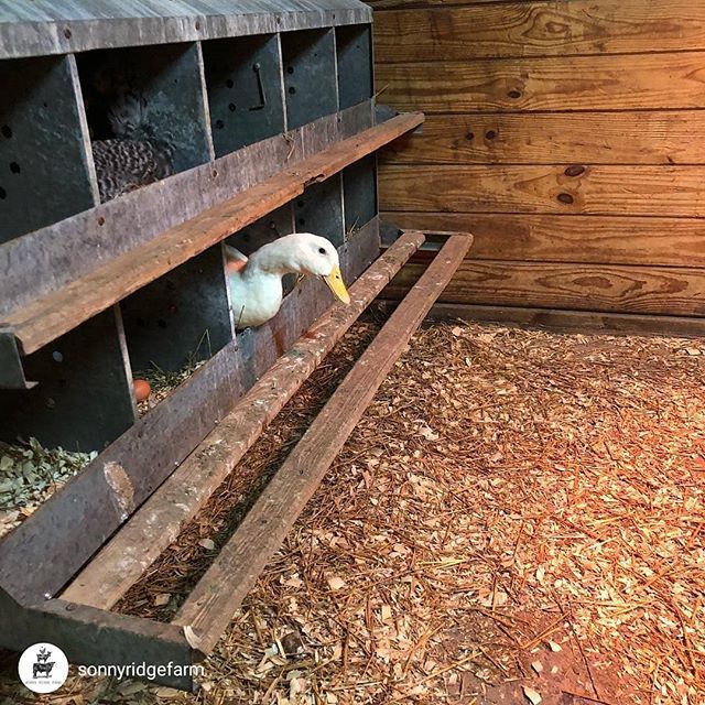 HealthyChickens's tweet photo. Via @sonnyridgefarm..."Petunia thinks she’s a chicken....not sure how she gets in there!" #backyardpoultrymag #chickensofig #chickensofinstagram #instaduck #instachicken #ducklife #ducksofinstagram #ducks #backyardducks #poultryofinstagram #poultrypose #… https://t.co/j1QcKdBQQ8 https://t.co/AcKMvEBZYQ