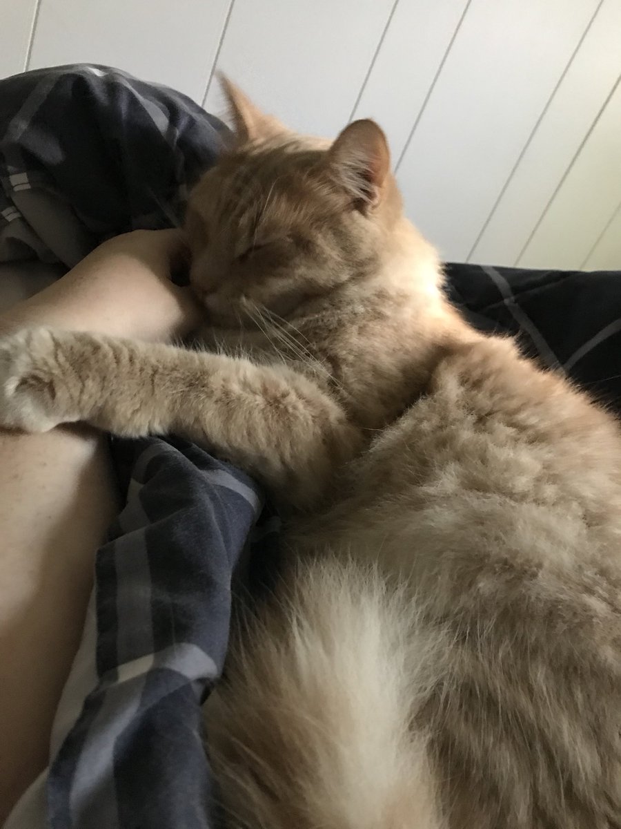 KiaSqueaks's tweet image. Cuddle bug Obi-Wan Catnobi and her highness Purrincess Leia #FurBabySunday #PunnyNames #StarWarsPets