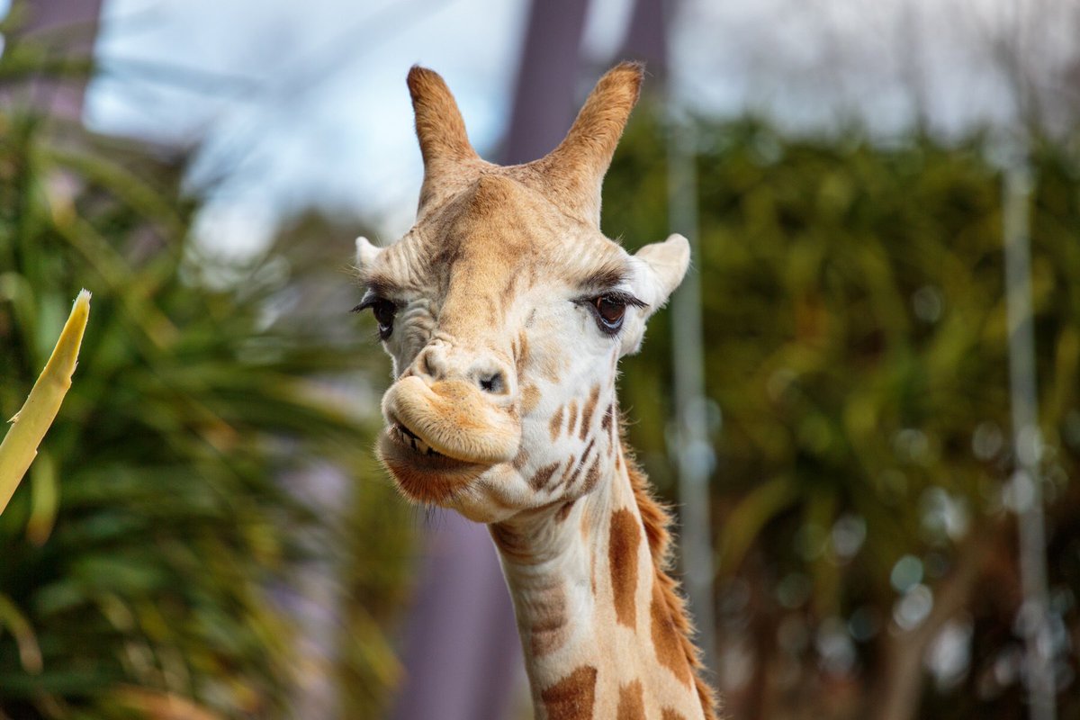aucklandzoo's tweet image. We’re open today! Come along and greet our giraffe girls - Rukiya, Kiraka and Kabili. 🦒 Giraffes are part of the ungulates family and we have many awesome ungulates at the zoo - zebra, giraffe, rhinoceros and nyala, including several cute nyala calves! 🦓🦏🦌 #LabourWeekend