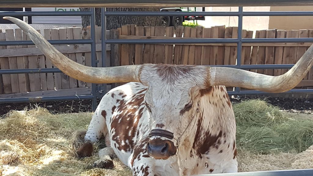 theeagledallas's tweet photo. Getting horny at the State Fair. #Scullyshow #eaglerocks https://t.co/fFBczzQUnB