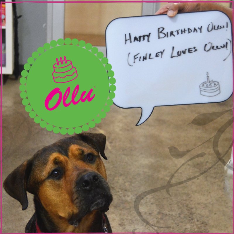 It's Ollu's 9th birthday today! A big thank you to all our furry fans and their humans who made nine years possible.