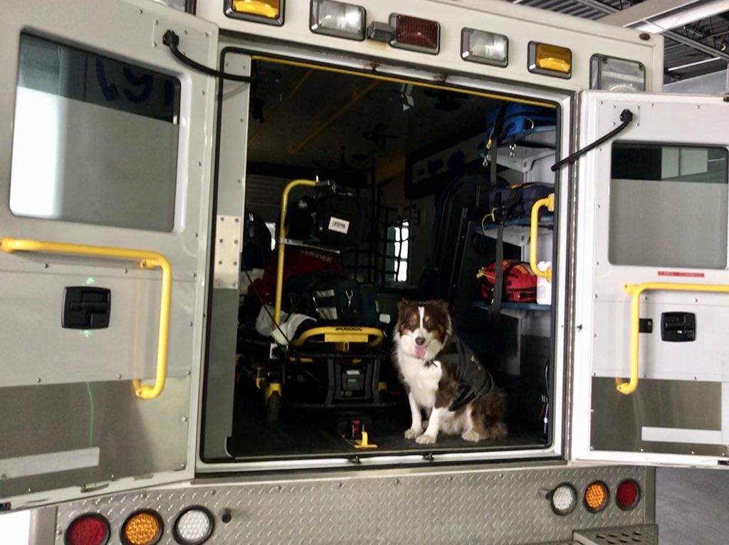cjlanos's tweet photo. after mom dragged him to work on a Sunday morning, and after lots of paramedic cuddles, Dakota is starting to think @medictherapydog is on to something! 👀 #puppytherapy #freehugs https://t.co/Lf9aotmZX2