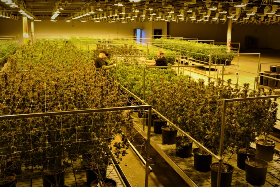 ONECanCultivate's tweet image. #BIRDSEYEVIEW #ONALADDER #CANOPY #HARVESTDAY #CANNABIS #ONEFARMS