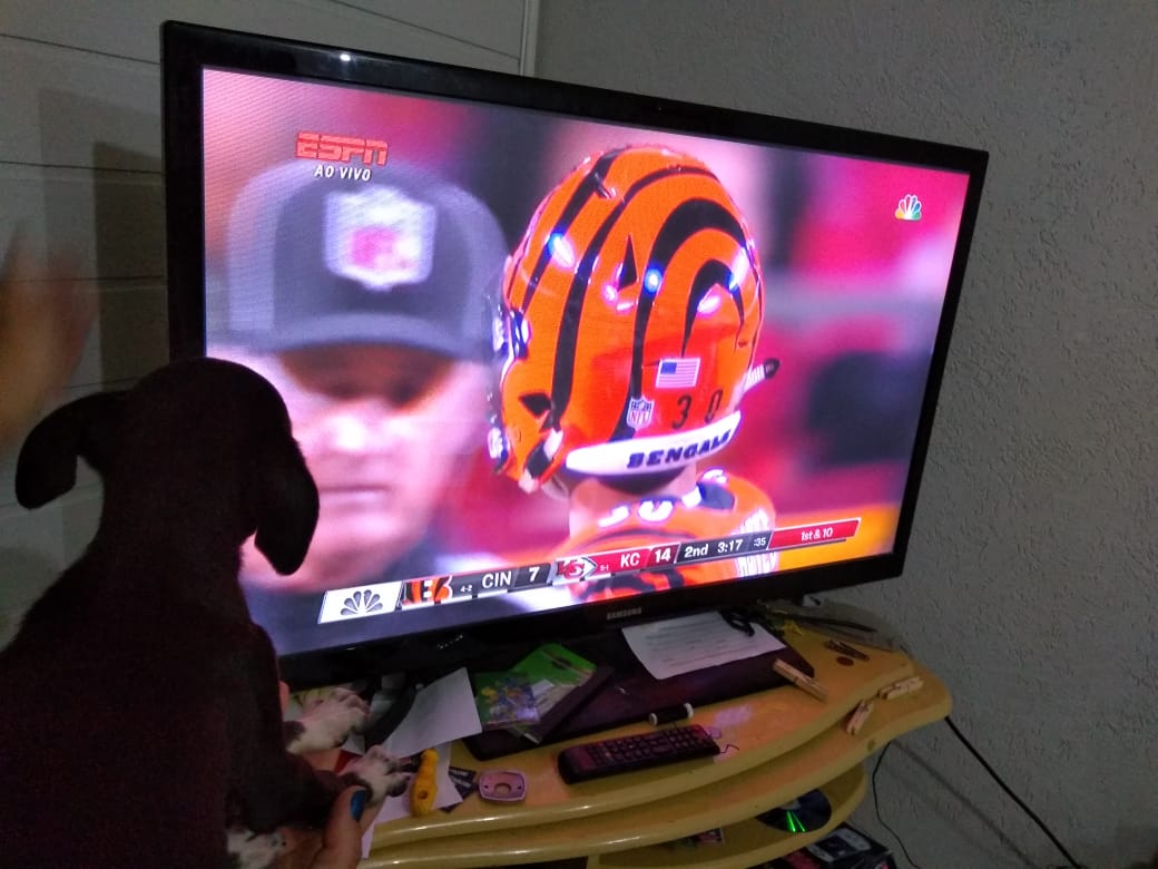 Majoare's tweet photo. Quando até a Princesa está prestando atenção no jogo! #CuritibaSilverhawks #CuritibaGuardianSaints  #NFLnaESPN https://t.co/ZO98YMoLKR