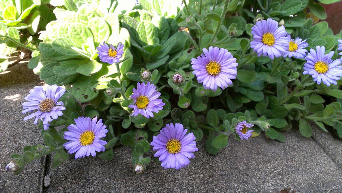小さな庭の魔法使い En Twitter 名前知らずの花が咲き始めました 大好きな青紫色の花です 何方か名前を教えてくださ い 青紫色の花 菊に似た花