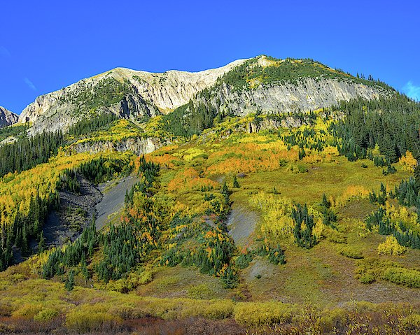 DMPhotographyCO's tweet photo. New artwork for sale! - "Colorful Aspen Trees" - https://t.co/vfdF4PJ0wc @fineartamerica https://t.co/8okKFNh4Rl