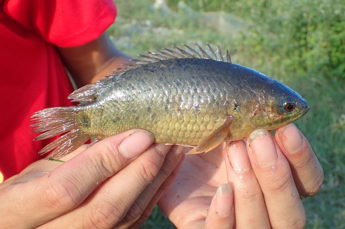 キノボリウオの生態や特徴を大紹介 陸上で呼吸が出来る面白い魚 生き物ネット