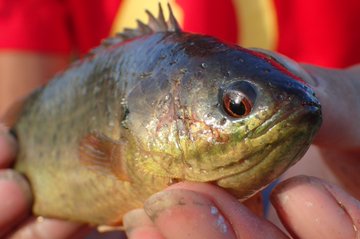 キノボリウオの生態や特徴を大紹介 陸上で呼吸が出来る面白い魚 生き物ネット