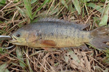 キノボリウオの生態や特徴を大紹介 陸上で呼吸が出来る面白い魚 生き物ネット