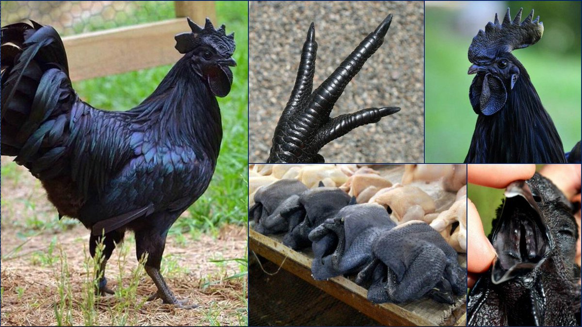20 Black and White #Chicken Breeds To Raise In Your Backyard.
#poultry #homestead 
goo.gl/K3vL2h